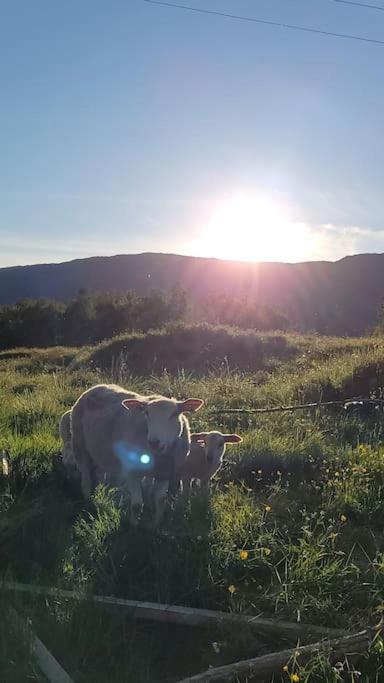 Skogan * Leirfjord